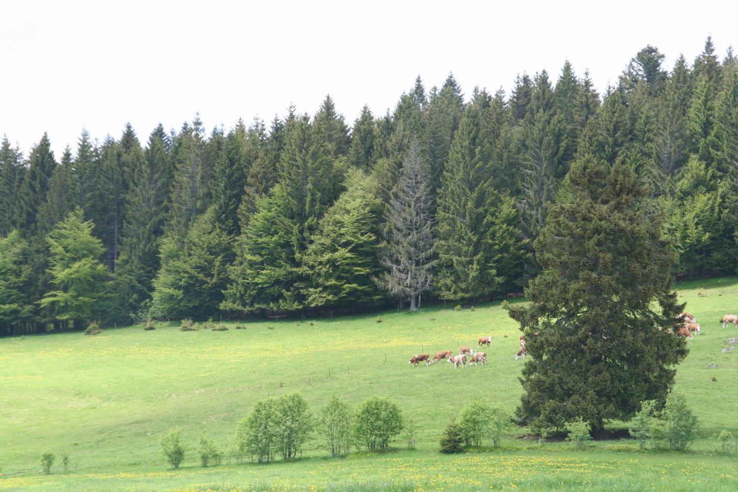 Hotel Gasthaus Hirschen Im Hochschwarzwald Todtnau Nahe Feldberg Exteriör bild